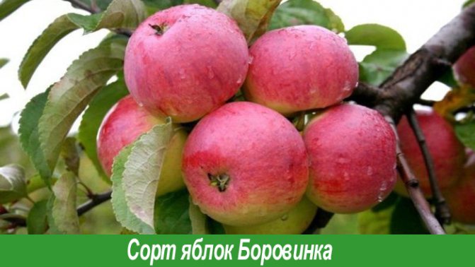 9 летних сортов яблонь — какие вкуснее, летние и позднелетние