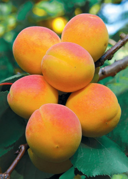 Краснощекий абрикос: ухаживаем за ним правильно – лакомимся с удовольствием