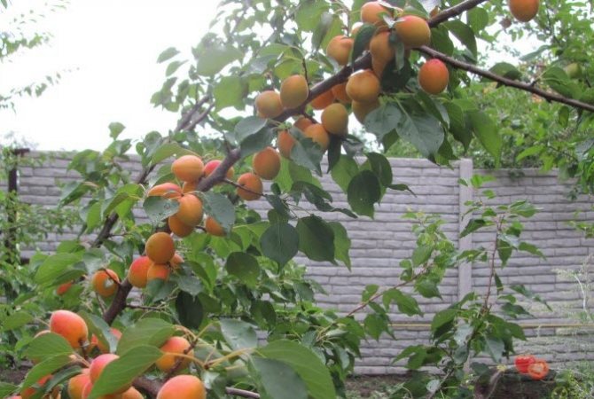 Краснощекий абрикос: ухаживаем за ним правильно – лакомимся с удовольствием