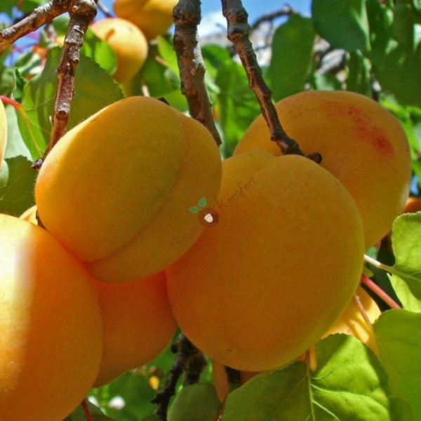 Сорта абрикоса для урала и сибири с фото