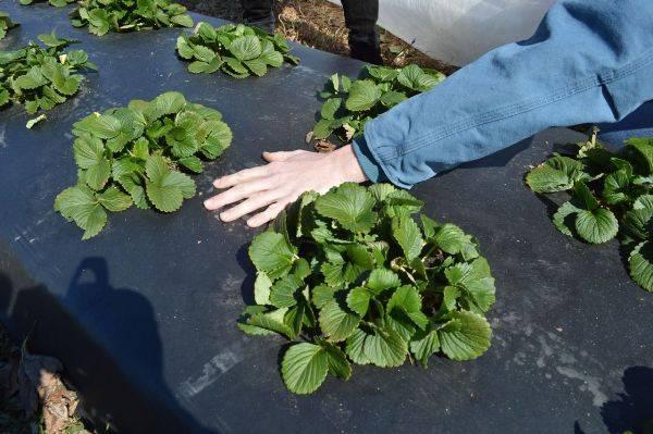 Агротехника посадки клубники на приподнятые грядки по финской технологии выращивания