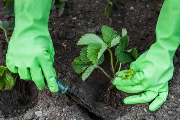 Агротехника посадки клубники на приподнятые грядки по финской технологии выращивания