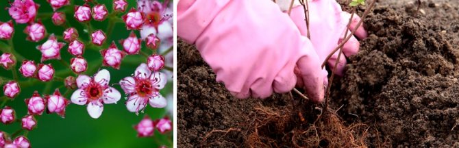 Агротехника посадки спиреи: как выбрать место и почву. Правильный уход за спиреей: размножение, полив, подкормка и обрезка