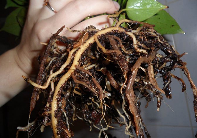 Антуриум - болезни листьев и корней, причины, фото, описание и лечение