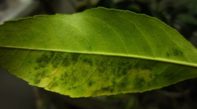 Антуриум - болезни листьев и корней, причины, фото, описание и лечение