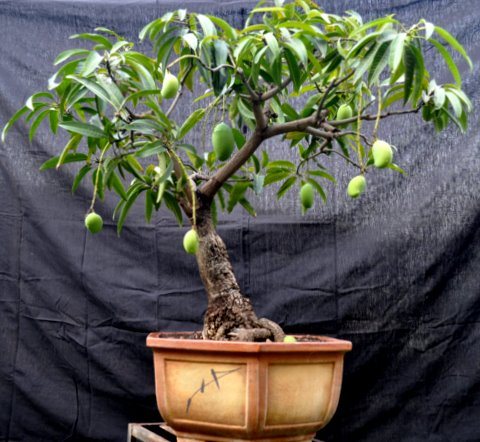 Душистое манго в домашних условиях: как растет, в чем особенности ухода и выращивания?