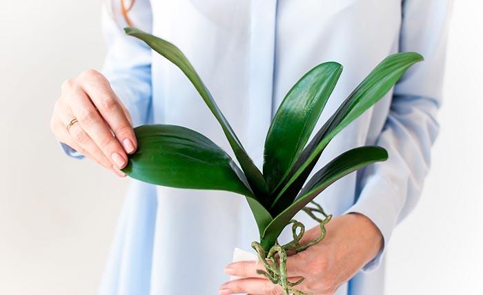 Белая плесень на орхидее: лечим проверенным способом