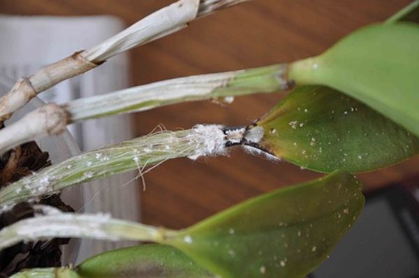 Белая плесень на орхидее: лечим проверенным способом