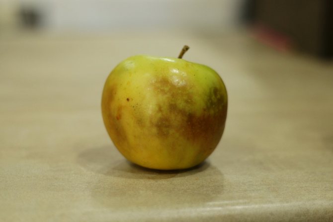 Болезни хранения: плоды, горькая гниль, зеленая плесень, подкожные пятна, побурение сердцевины и мякоти, налив (стекловидность) - яблоки