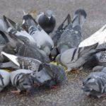 Есть ли блохи и другие паразиты у голубей и как избавиться от насекомых