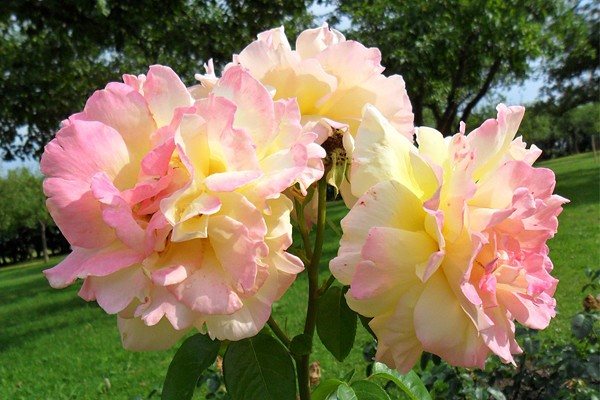 Чайно-гибридная красавица Глория Дэй — самая популярная роза 20 века