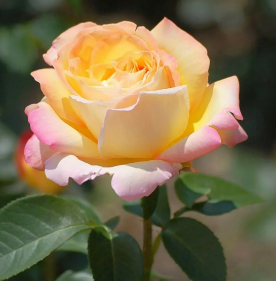 Чайно-гибридная роза Глория Дей (Gloria Dei): фото, описание, отзывы