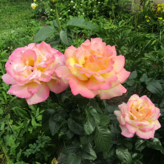 Чайно-гибридная роза Глория Дей (Gloria Dei): фото, описание, отзывы