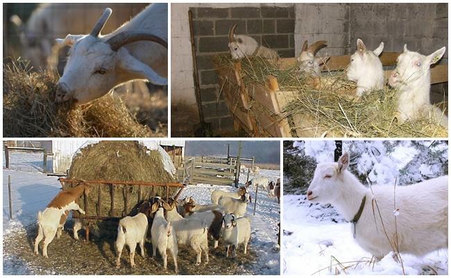 Чем кормить козу зимой кроме сена, составить рацион в домашних условиях