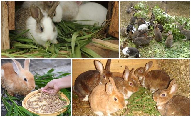 Быстрый рост кролика. Откорм кроликов. Кормление кроликов. Кормовые кролики для змей. Пищевые кролики размер.
