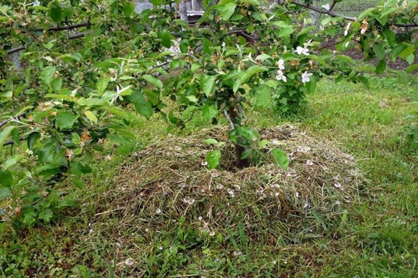 Чем можно укрыть яблоню органическими и неорганическими материалами, скосить траву
