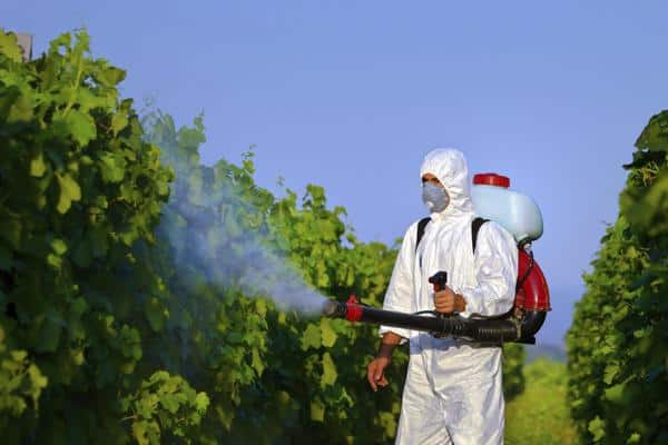 Чем обработать виноград от антракноза, лечение и меры борьбы народными и химическими средствами