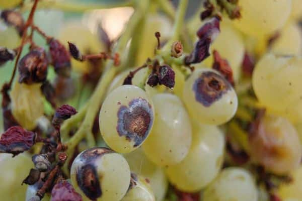 Чем обработать виноград от антракноза, лечение и меры борьбы народными и химическими средствами