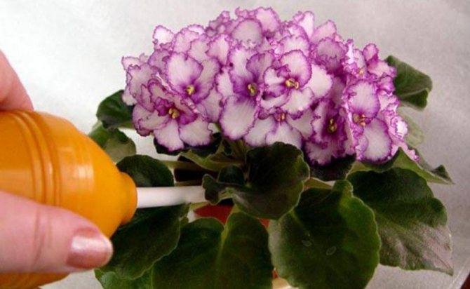 Чем подкормить фиалки для обильного цветения в домашних условиях