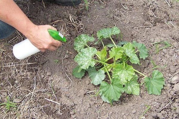 Чем подкормить и удобрить кабачки во время цветения и плодоношения, чтобы ускорить созревание