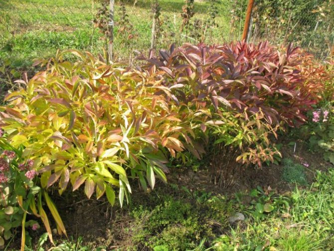 Чем подкормить пионы осенью: виды удобрений в зависимости от типа почвы