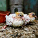 Чем кормить курицу голубя в домашних условиях и как за ней ухаживать