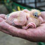 Чем кормить курицу голубя в домашних условиях и как за ней ухаживать