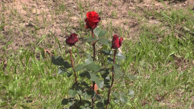 Черная пятнистость на розах: описание, меры борьбы
