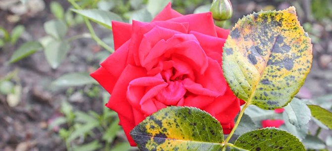 Черная пятнистость на розах: описание, меры борьбы
