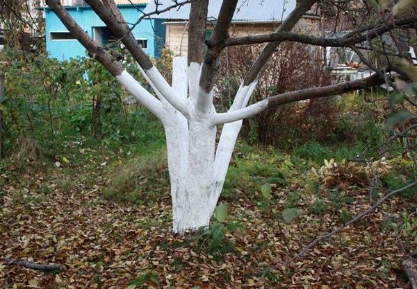 Четыре простых укрытия для плодовых деревьев на зиму: чтобы разбудить сад весной