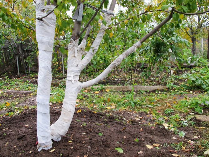 Четыре простых укрытия для плодовых деревьев на зиму: чтобы разбудить сад весной