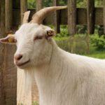 Что делать, если коза не ест и не пьет после окота и методы лечения