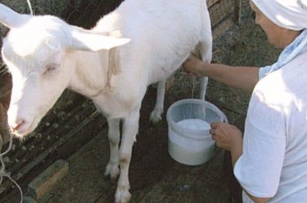 Что делать, если коза не дает молока полностью и методы решения проблемы