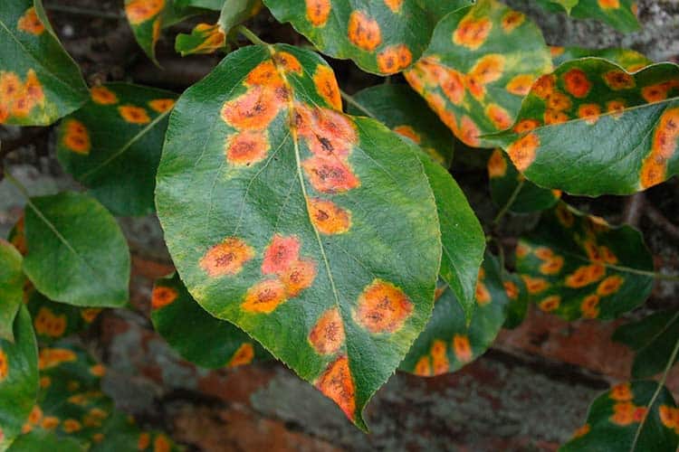 Что делать, если на листьях груши появились желтые пятна, причины заболевания и его лечение