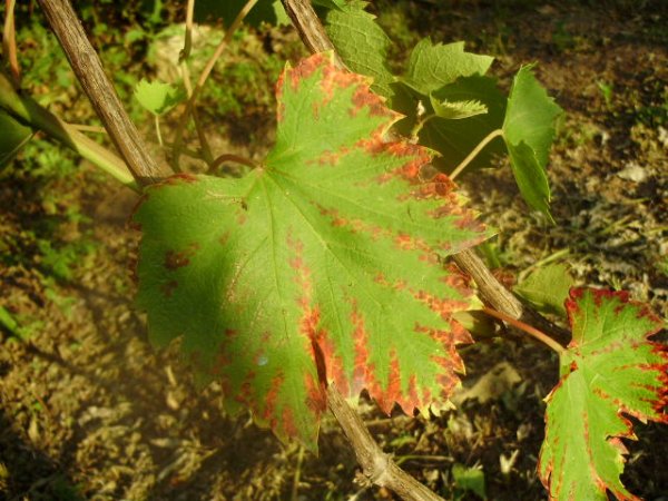 Что делать, если на листьях винограда появились красные пятна, как бороться и чем лечить