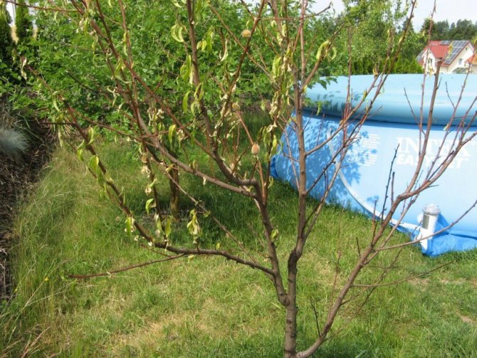 Что делать, если абрикос не цветет и не плодоносит — причины и их решение
