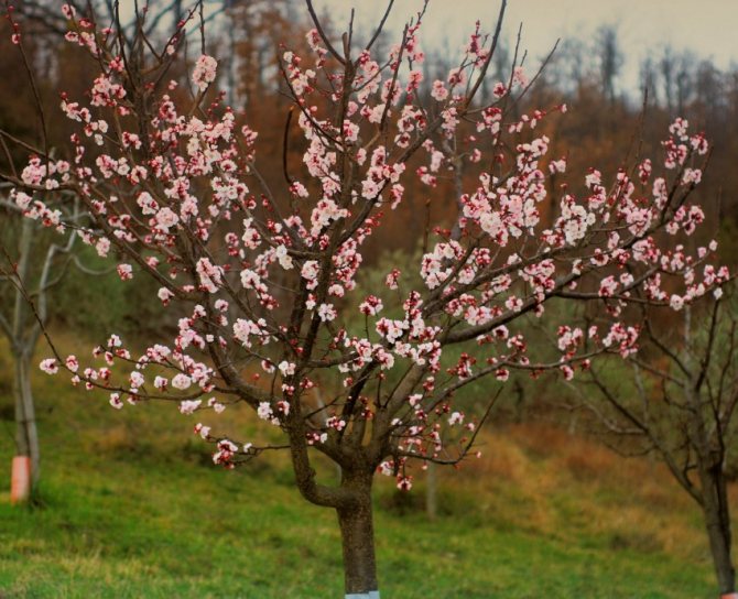 Что делать, если абрикос не цветет и не плодоносит — причины и их решение