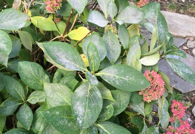 Что делать, если желтеют листья у гортензии: причины изменения окраски листовых пластин и помощь кусту
