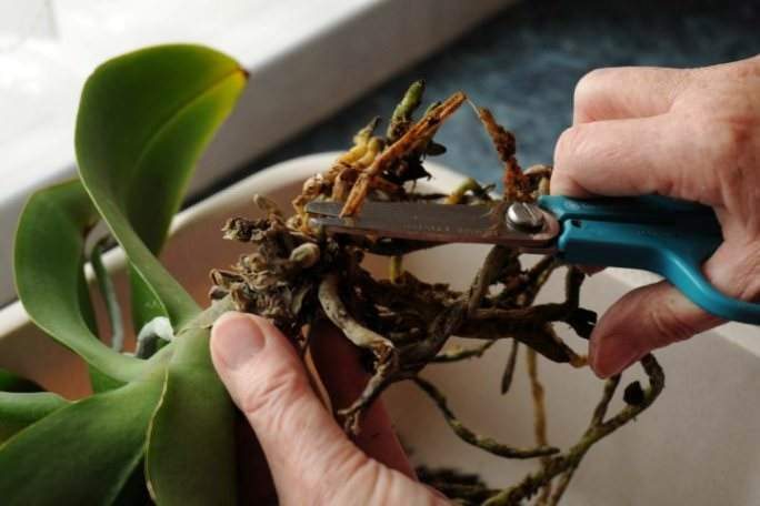 Что делать, если у орхидеи растут корни: причины