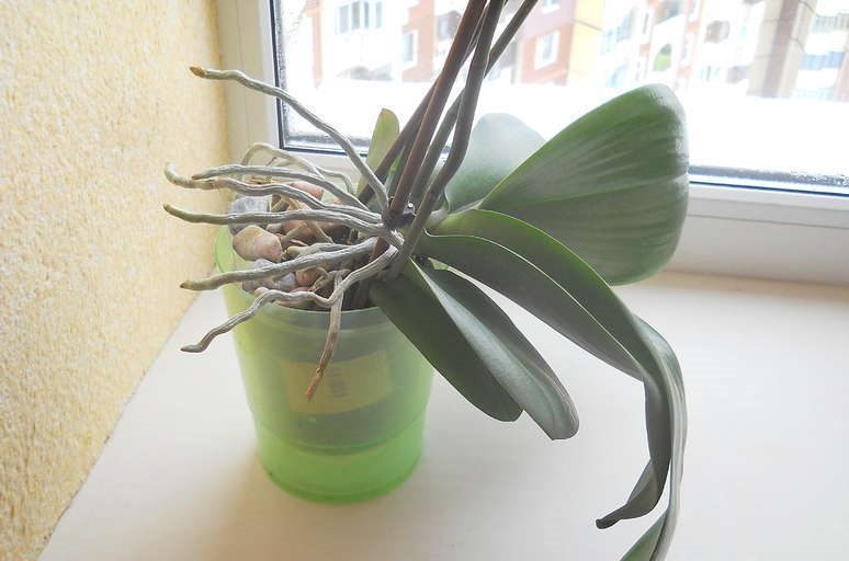 Что делать, если у орхидеи растут корни: причины