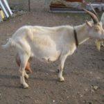 Что делать и как лечить козу, если она плохо ест и мало дает молока и причины
