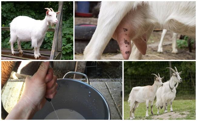 Что делать и как лечить козу, если она плохо ест и мало дает молока и причины