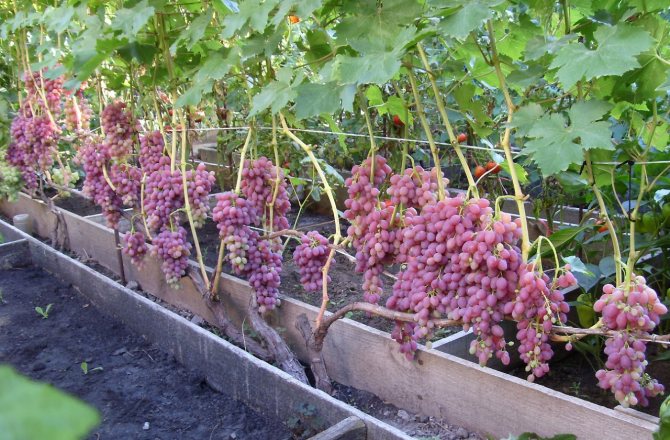 Что можно и нельзя сажать рядом с виноградом, совместимость растений