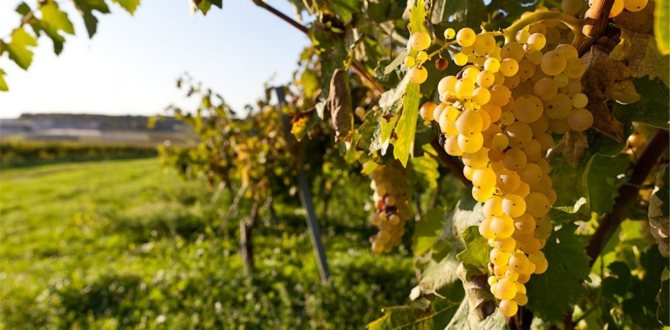 Что можно и нельзя сажать рядом с виноградом, совместимость растений
