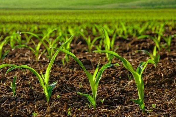 Что такое гербициды для кукурузы, их виды и применение