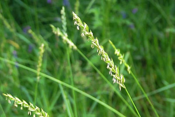 Что такое гербициды для кукурузы, их виды и применение