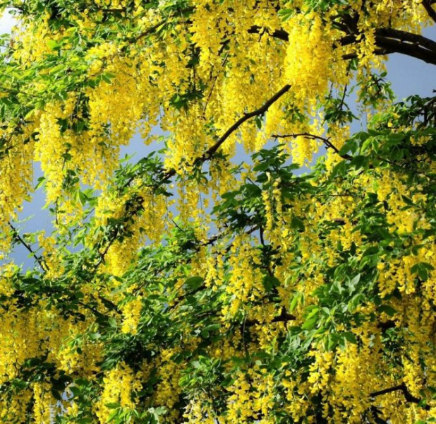 Цветник без полива: засухоустойчивые цветы для клумбы на солнце