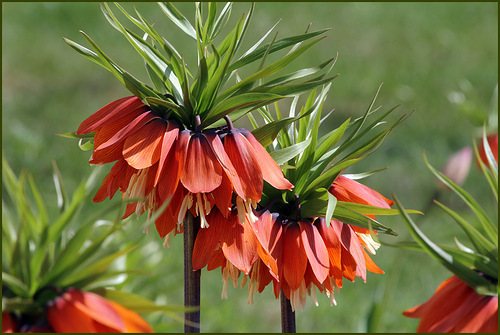 Цветы королевская корона: посадка, выращивание и уход
