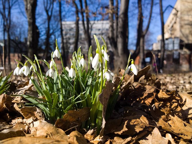 Белый подснежник - первый предвестник весны