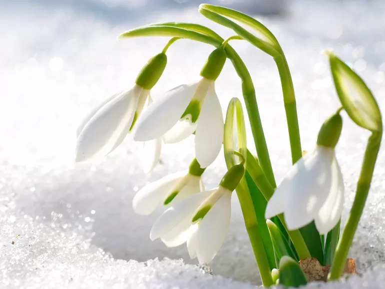Белый подснежник - первый предвестник весны